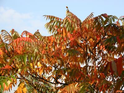 Rhus typhina L. (staghorn sumac), leaves, fall color 