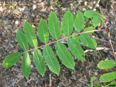Rhus glabra L. (smooth sumac), compound leaves with serrated margins