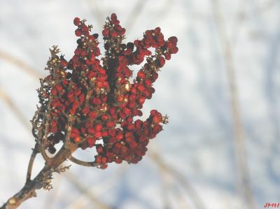 Rhus glabra L. (smooth sumac), close-up of fruits, panicles of drupes