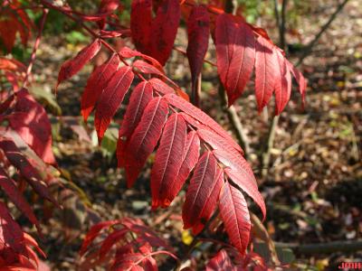 Rhus glabra L. (smooth sumac), leaves, fall color