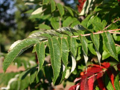 Rhus glabra L. (smooth sumac), leaves