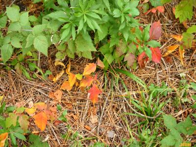 Toxicodendron radicans (poison ivy), fall color, leaves 