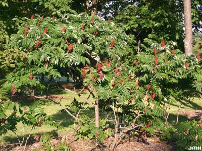 Rhus glabra L. (smooth sumac), shrub habit, fruit