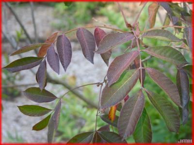 Toxicodendron vernix (L.) Shafer (poison sumac), leaves, early fall color