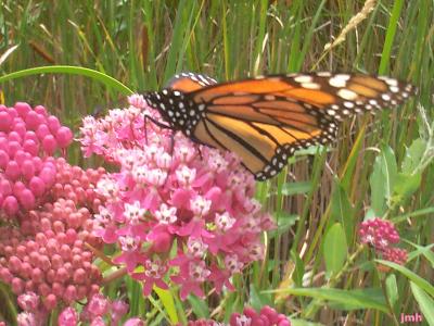 Asclepias incarnata L. (swamp milkweed), flowers in umbels with a monarch butterfly sipping on nectar 
