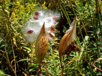 Asclepias incarnata L. (swamp milkweed), fruit and seeds