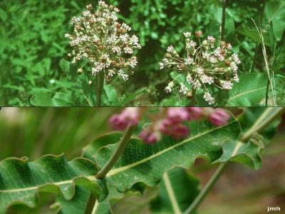 Asclepias amplexicaulis Sm. (clasping milkweed), flowers and leaves