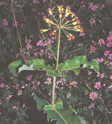 Asclepias amplexicaulis Sm. (clasping milkweed), flowers