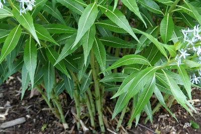 Amsonia illustris Woodson (Ozark blue star), linear leaves, five-lobed flowers