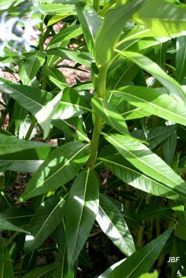 Amsonia illustris Woodson (Ozark blue star), pinnately-veined leaves