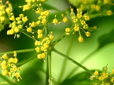 Thaspium barbinode (Michx.) Nutt.  (hairyjoint meadowparsnip), close-up of yellow flowers in umbels, stamens