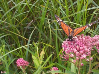 Asclepias incarnata L. (swamp milkweed), flowers with a monarch butterfly sipping on nectar 