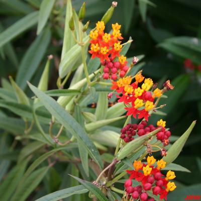 Asclepias 'Silky Red' (Silky Red Milkweed),  flowers