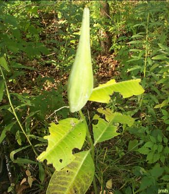 Asclepias exaltata L. (poke milkweed), developing fruit and leaves