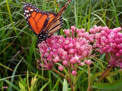 Asclepias incarnata L. (swamp milkweed), flowers in umbels with monarch butterfly feeding on nectar