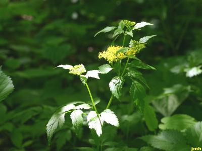 Thaspium barbinode (Michx.) Nutt. (hairyjoint meadowparsnip), flowers and leaves