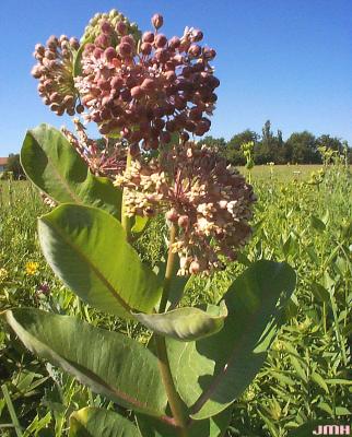 Asclepias syriaca L. (common milkweed), inflorescences in umbels