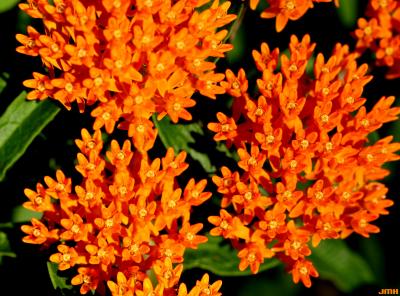 Asclepias tuberosa L. (butterfly weed), close-up of flowers
