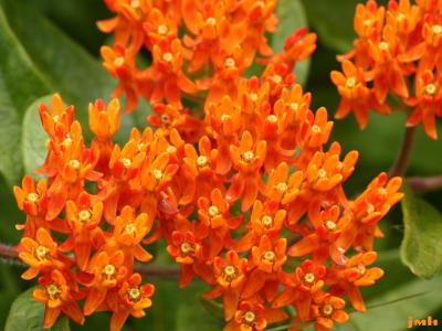 Asclepias tuberosa L. (butterfly weed), close-up of umbellate inflorescences 
