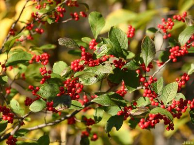 Ilex 'Sparkleberry' (winterberry), branches with fruit and leaves