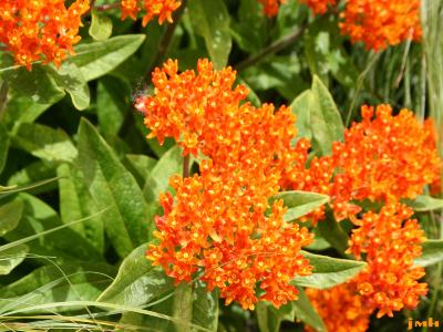 Asclepias tuberosa L. (butterfly weed), inflorescence 
