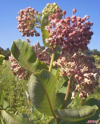 Asclepias syriaca L. (common milkweed), inflorescences in umbels