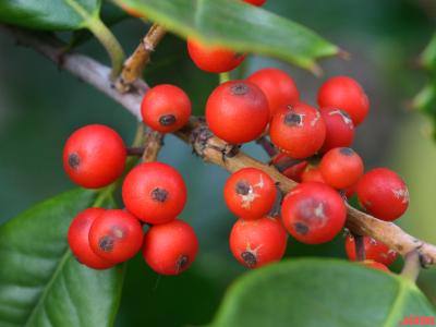 Ilex opaca ‘Old Heavy Berry’ (Old Heavy Berry American holly), close-up of fruit