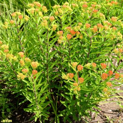 Asclepias tuberosa L. (butterfly weed), many stems with flower buds in umbels; narrow, alternate green leaves