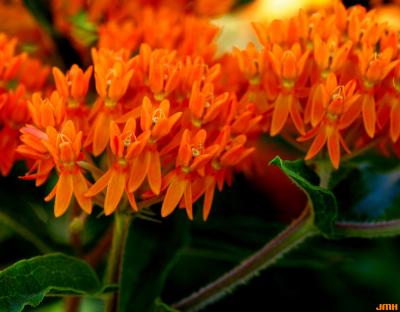 Asclepias tuberosa L. (butterfly weed), close-up of umbellate inflorescences 
