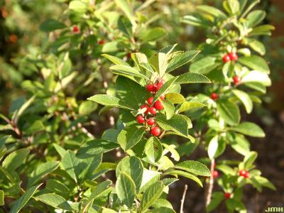 Ilex verticillata ‘Afterglow’ (Afterglow common winterberry), fruit and leaves