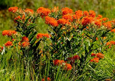 Asclepias tuberosa L. (butterfly weed), stems of inflorescences (umbels)

