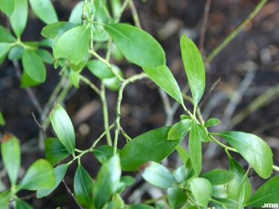 Ilex glabra ‘Compacta’ (Compact inkberry), leaves