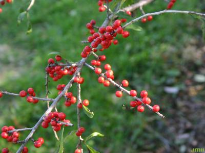 Ilex ‘Sparkleberry’ (Sparkleberry winterberry), fruit on branch