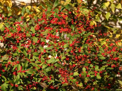 Ilex 'Sparkleberry' (winterberry), branches