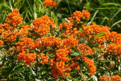 Asclepias tuberosa L. (butterfly weed), flowers in umbels