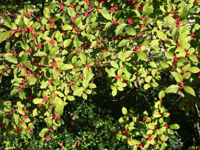 Ilex ‘Sparkleberry’ (Sparkleberry winterberry), leaves and fruit