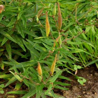 Asclepias tuberosa L. (butterfly weed), developing fruits (dehiscent follicles); narrow, alternate leaves
