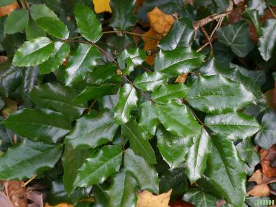 Ilex opaca ‘Old Heavy Berry’ (Old Heavy Berry American holly), leaves, upper surface