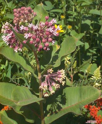 Asclepias sullivantii Engelm. ex Gray (Sullivant’s milkweed), flowers and leaves