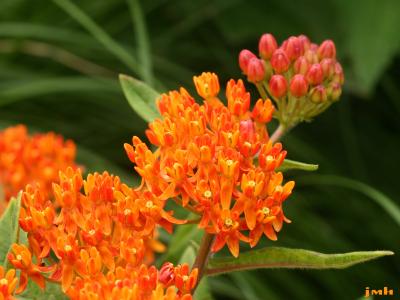 Asclepias tuberosa L. (butterfly weed), inflorescence 