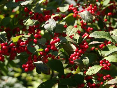 Ilex ‘Sparkleberry’ (Sparkleberry winterberry), branches with fruit