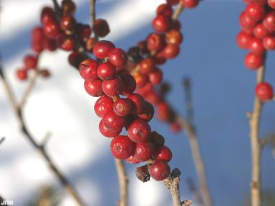Ilex verticillata ‘Stop Light’ (Stop Light common winterberry), fruit