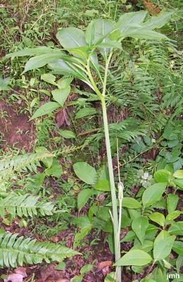 Arisaema dracontium (green dragon); leaf, flower structure
