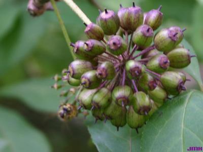 Eleutherococcus henryi Oliv. (Henry’s shrub-ginseng), immature fruit