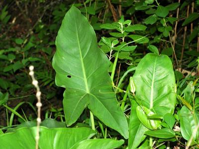 Peltandra virginica (L.) Schott. (green arrow arum), leaves