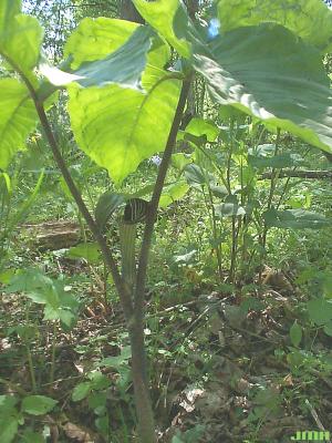 Arisaema triphyllum (L.) Schott (Jack-in-the-pulpit), flowers and leaves
