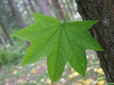Kalopanax septemlobus (Thunb.) Koidz. (castor-aralia), leaf