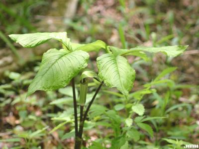 Arisaema triphyllum (L.) Schott (Jack-in-the-pulpit), habit, flower, leaves