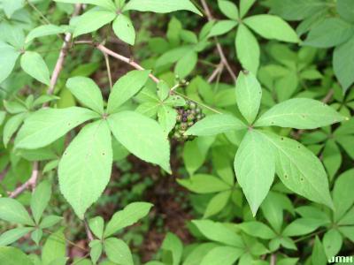 Eleutherococcus henryi Oliv. (Henry’s shrub-ginseng), leaves