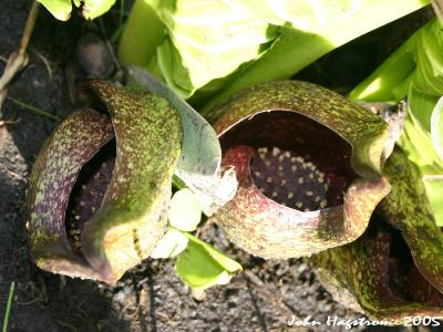 Symplocarpus foetidus (L.) W. Salisb. (skunk-cabbage), flowers, leaves